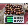 2019 chestnut dimakan baru segar